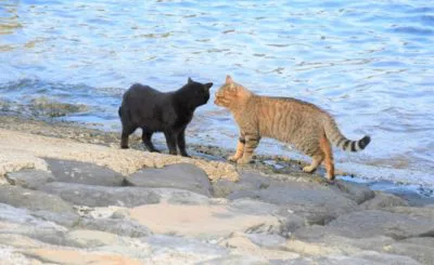 【猫島を日帰り観光】小倉からフェリーで離島へ！藍島・馬島